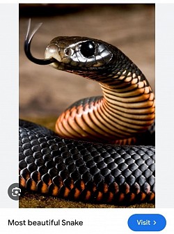 Year of the Snake