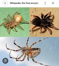 Spiders