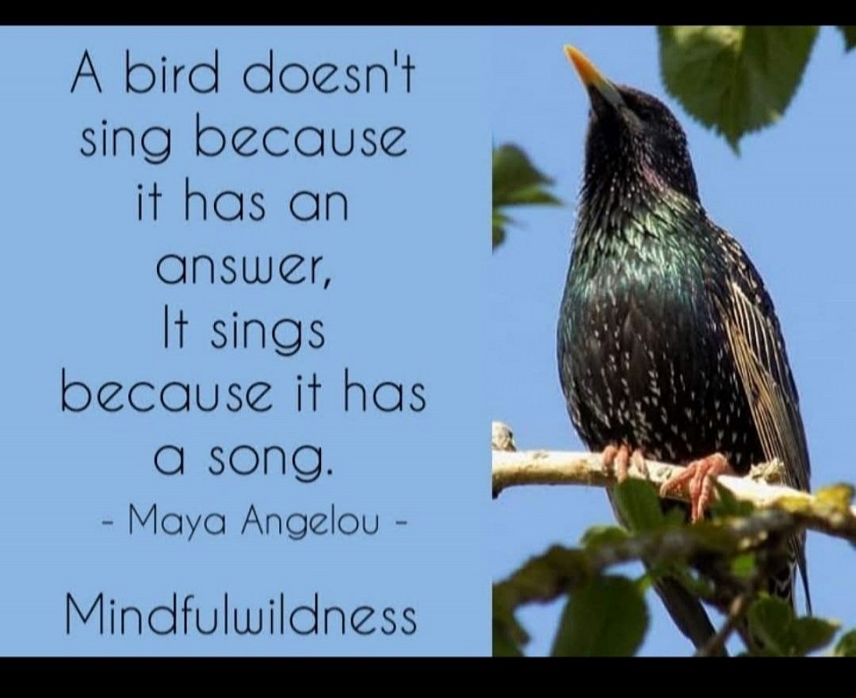 Mindfulwildness quotes from others - photo taken by Joanne Louise Wollacott 2020