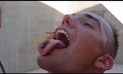 Hard Corps Spiders