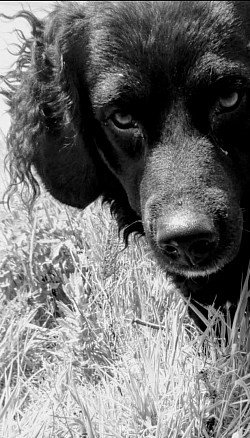 Bobby Bhoomer - DOB 2014