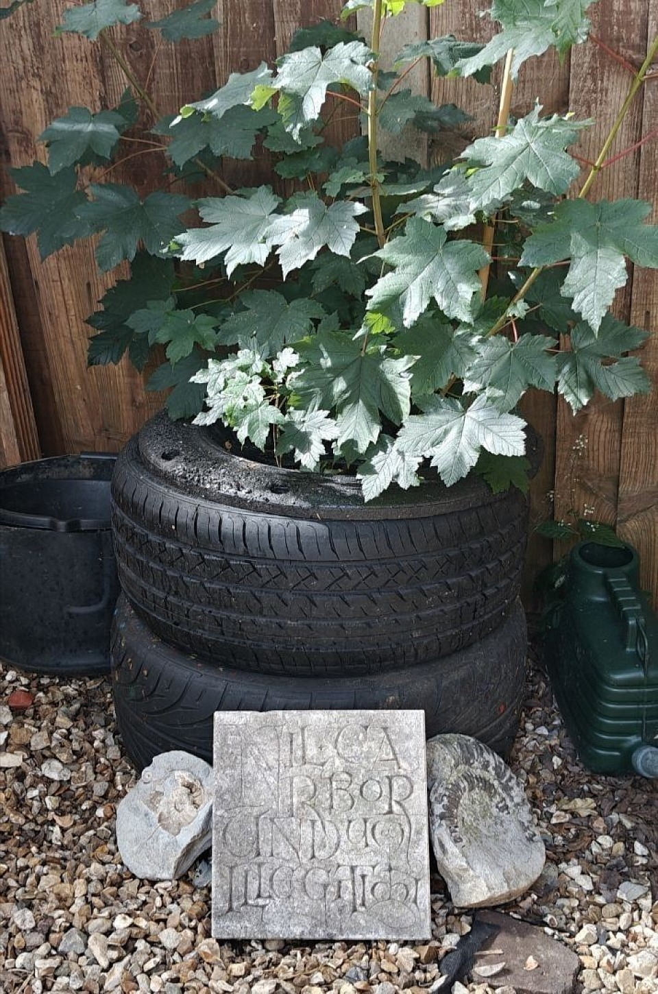 Nil Carborundum Illegitimi ~ Don't let the bastards grind you down