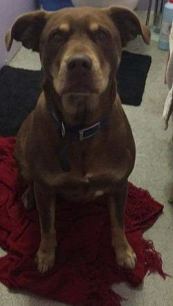 Brian's Dog Biddy who passed away not long after Brian died (RIP)